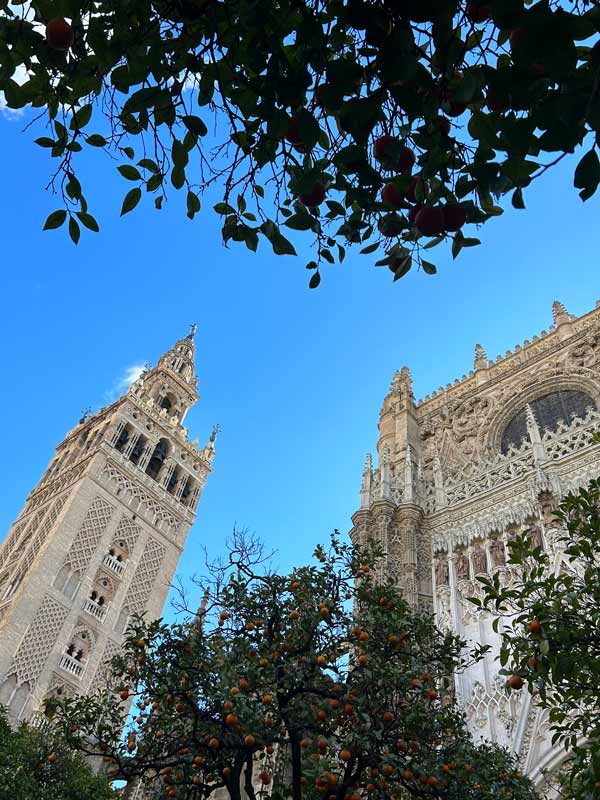 Looking up to the Cathedral from orange trees in the courtyard