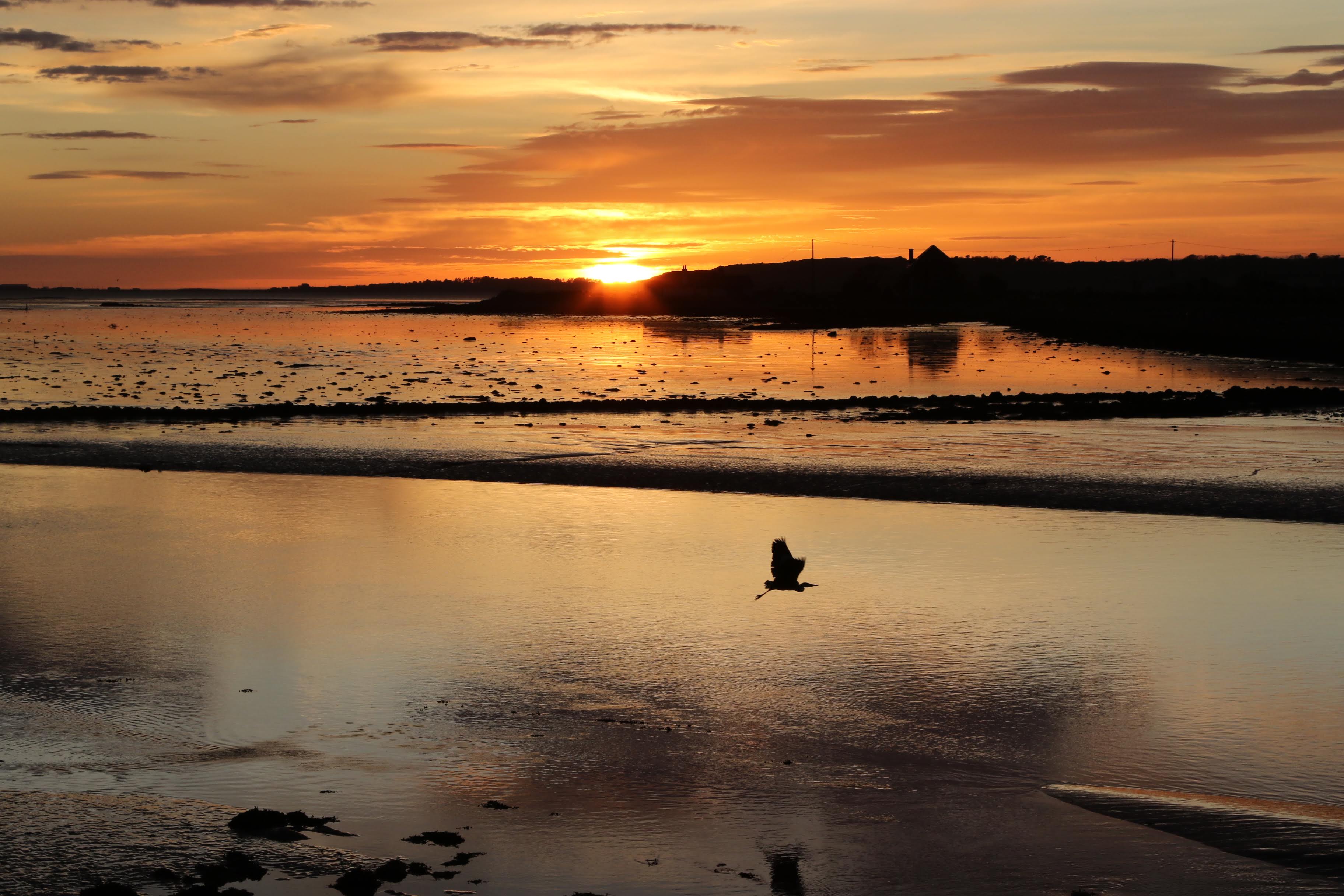 Orange sunset with bird flying