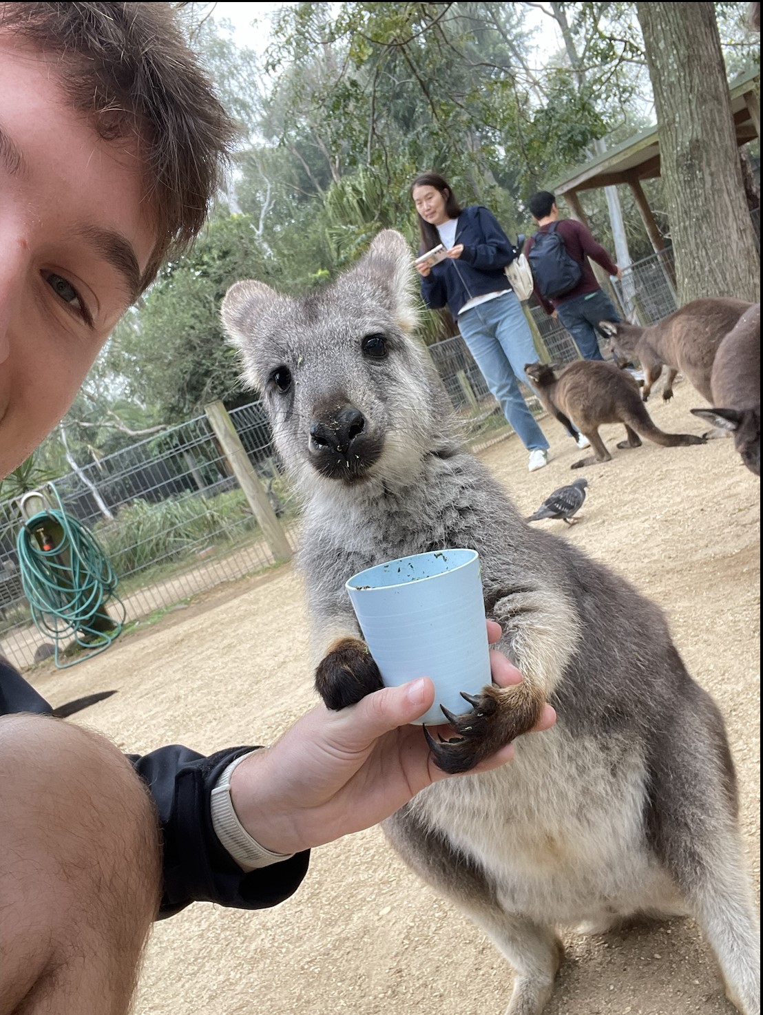 A person holds a cup for a kangaroo.