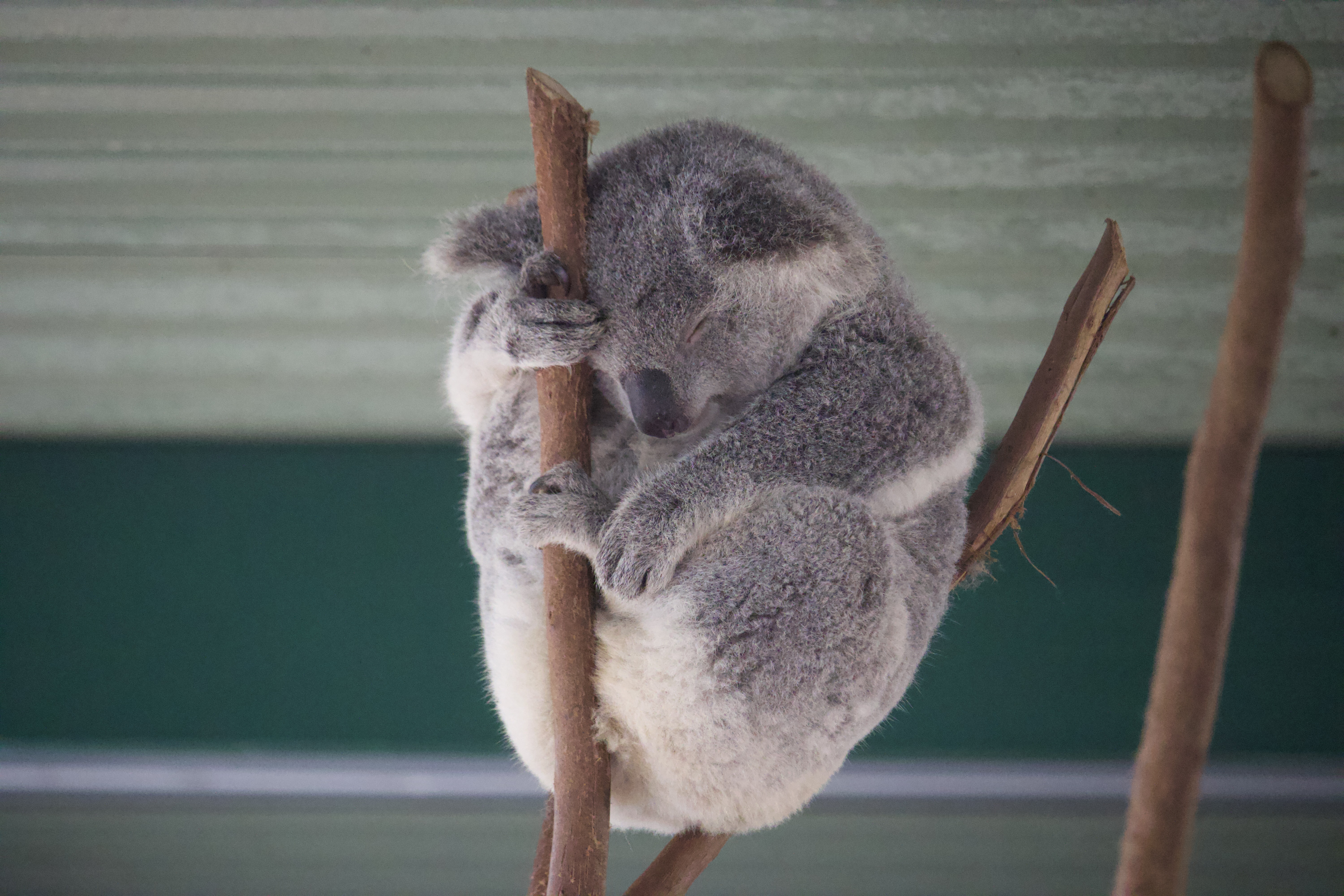 A sleeping Koala bear