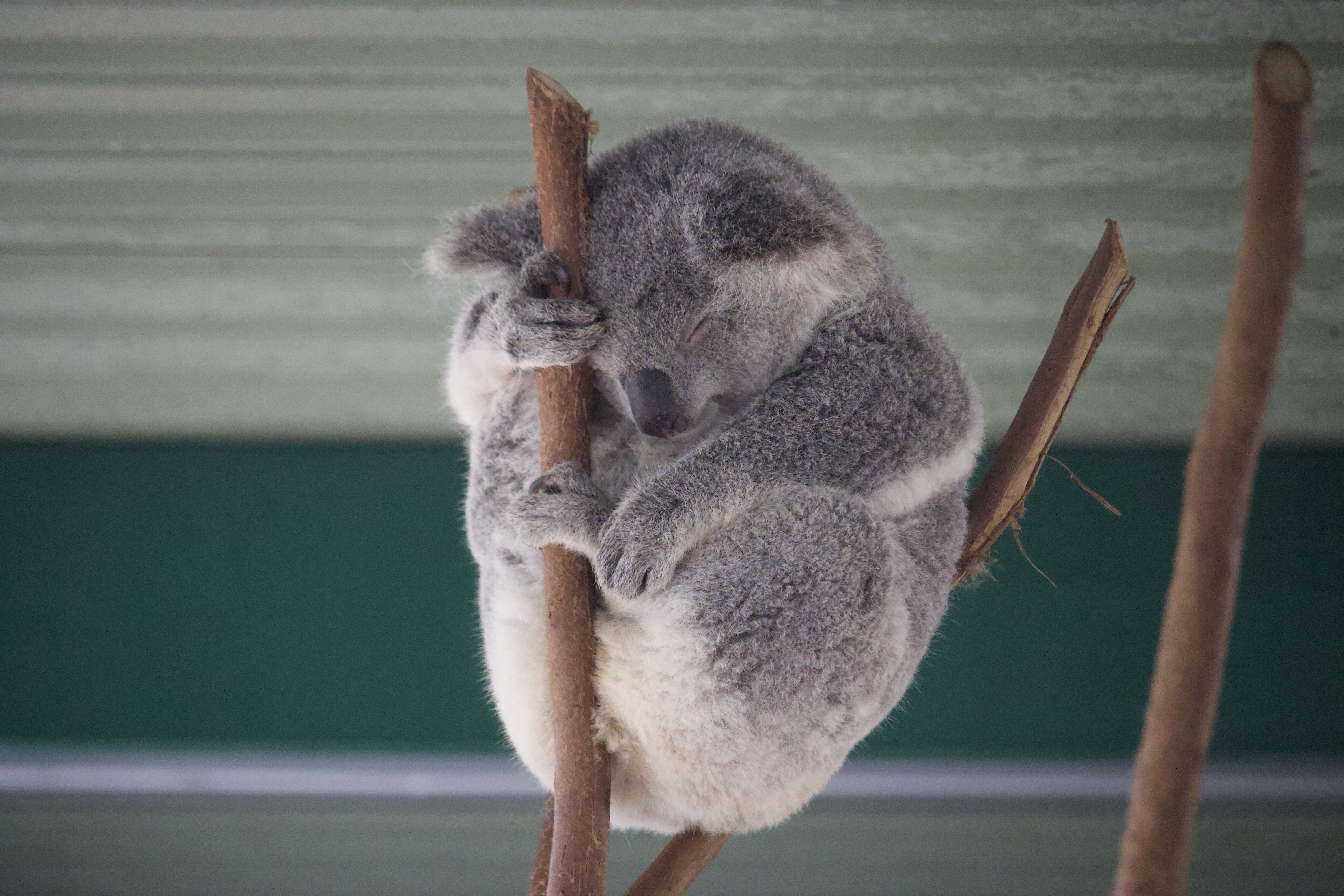 A sleeping Koala A sleeping Koala bear
