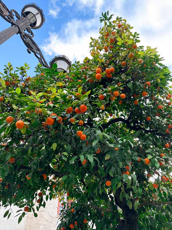 Orange trees in Sevilla