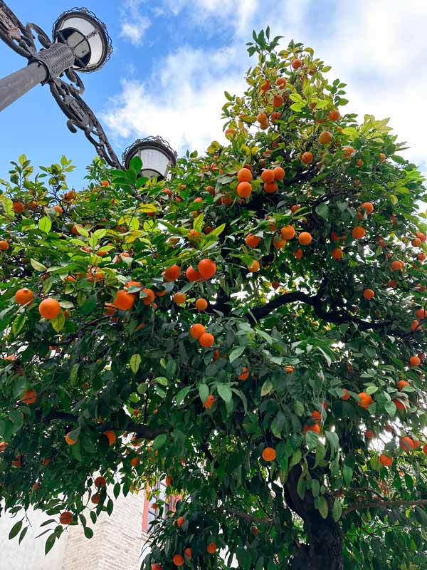 Orange trees in Sevilla Orange trees in Sevilla