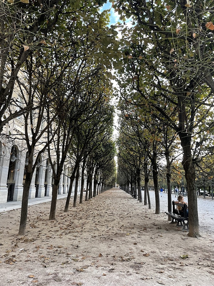 An unoccupied street at Palais Royal filled with green trees