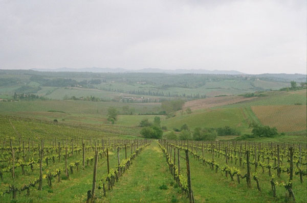 Chianti vineyards