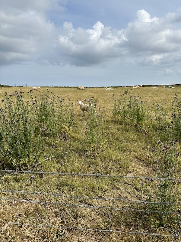 Sheep in farmland