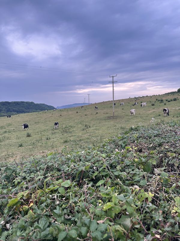 View from the lodge with cows and rolling hills