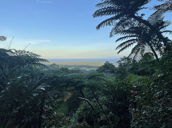 Scenic view in a rainforest