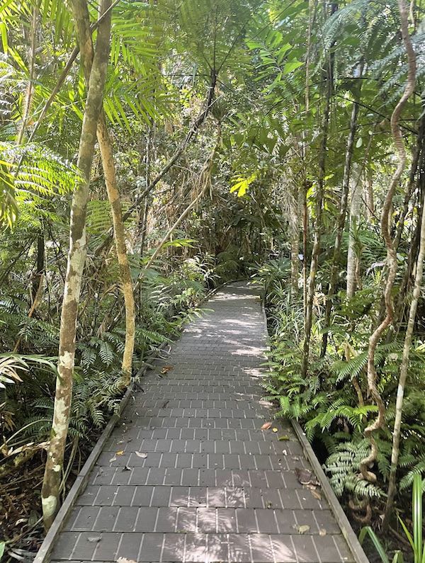 Trail in middle of trees